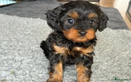 Cavapoo dogs for sale: Cavapoo puppies  - Image 2