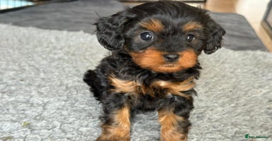 Cavapoo dogs - Advert 9