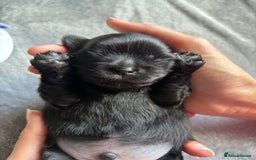 Shih Tzu dogs for sale: Bear 🐻  - Image 1