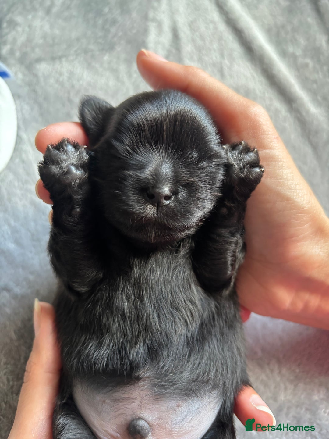 Shih Tzu dogs for sale: Bear 🐻  - Image 1