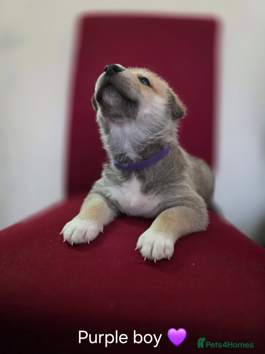 Shepsky dogs for sale: Beautiful shepsky pups - Advert 5