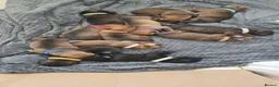 Mixed Breed dogs for sale: Cancorso cross mastiff x rottweiler pups for sale in Battle - Advert 20