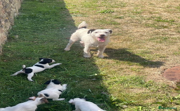 Jack Russell dogs - Advert 4