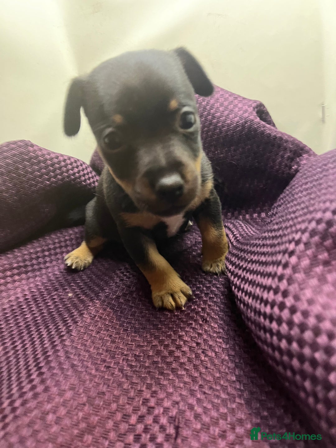Jack Russell dogs for sale: Miniature natural bobtailed Jack Russells - Image 2
