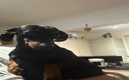 Miniature Dachshund dogs for sale: Lovely miniature female dachshund  - Image 2