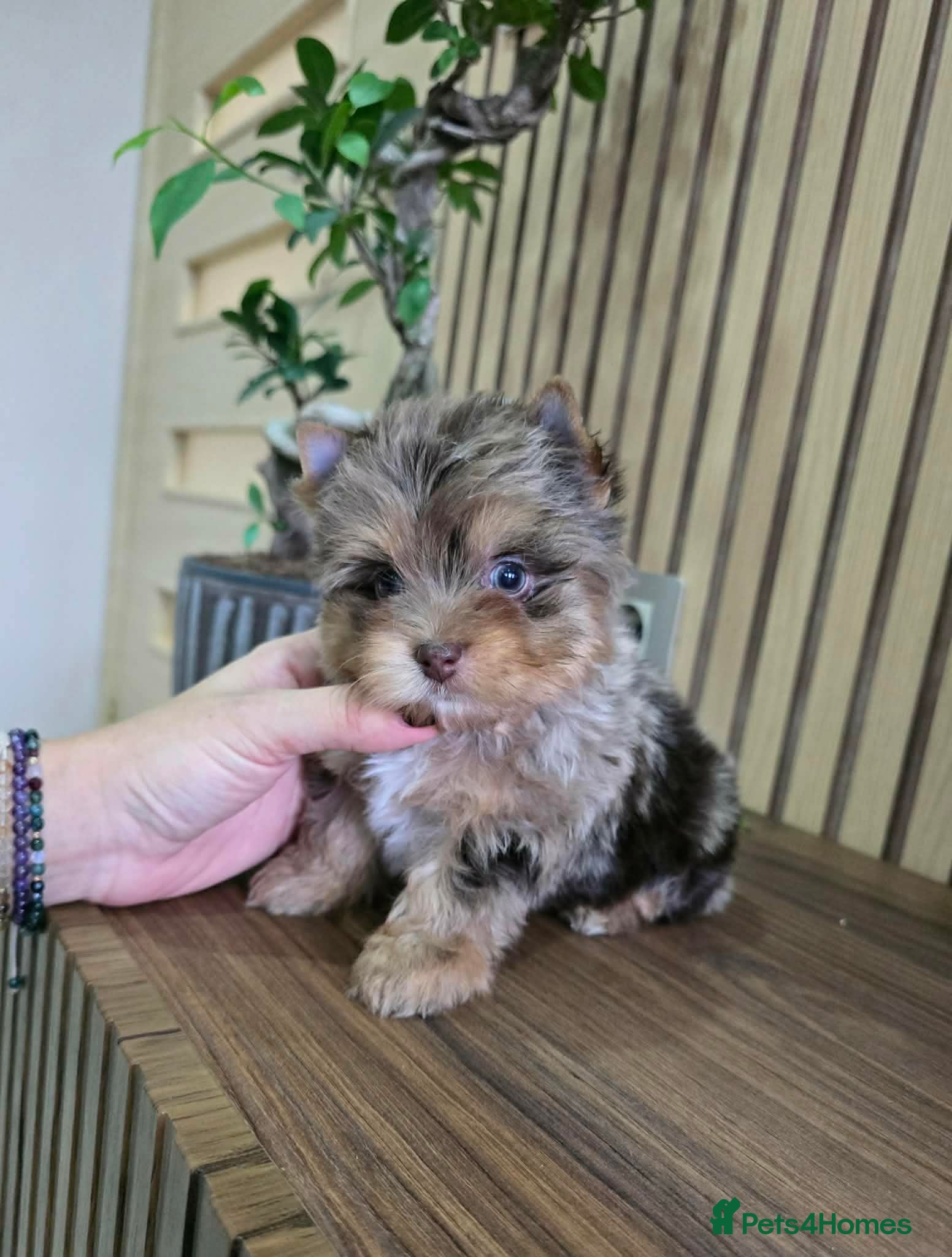 Yorkshire Terrier dogs Minnie Yorkshire terrier very rare colours - Advert 2