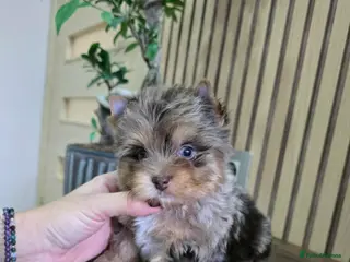 Yorkshire Terrier dogs Minnie Yorkshire terrier very rare colours - Advert 2