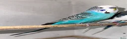 Budgerigars birds for sale: Budgies for sale  in Spalding - Advert 28