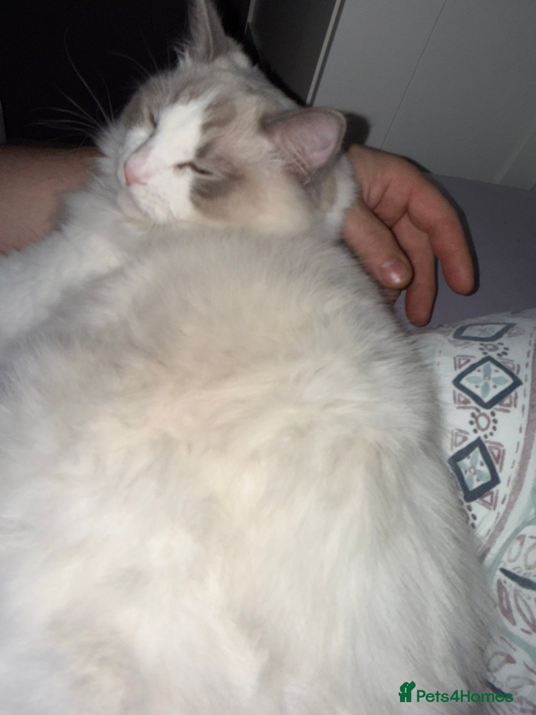 Ragdoll cats for sale: Family pet to a responsible and loving foreverhome - Advert 6