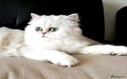Persian cats for sale: Beautiful Chinchilla Persian Kittens*** - Image 7