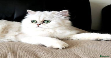 Persian cats - Advert 2