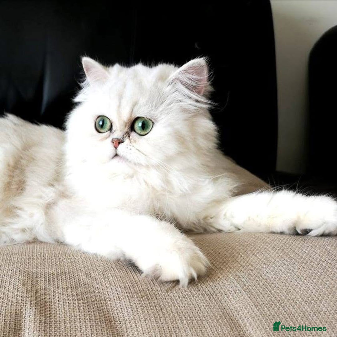 Persian cats for sale: Beautiful Chinchilla Persian Kittens*** - Image 7