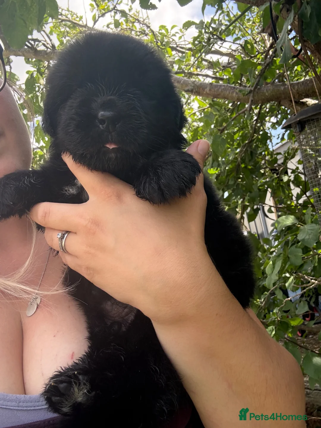 Newfoundland dogs for sale: WAITING LIST OPEN FOR NEXT KC REGISTERED LITTER - Advert 1