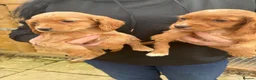 Cocker Spaniel dogs for sale: Beautiful cocker spaniel puppies  - Advert 3