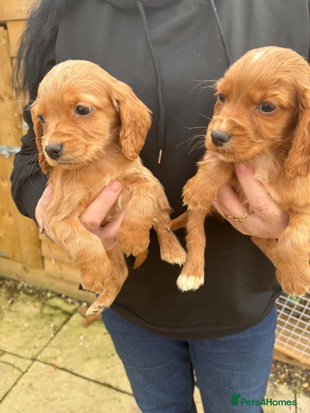 Cocker Spaniel dogs for sale: Beautiful cocker spaniel puppies  - Advert 3