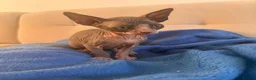 Sphynx cats for sale: 6 tica registered Sphynx Kittens in London - Advert 14