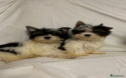 Biewer Terrier dogs for sale: Gorgeous Biewer Terrier boys - Image 5