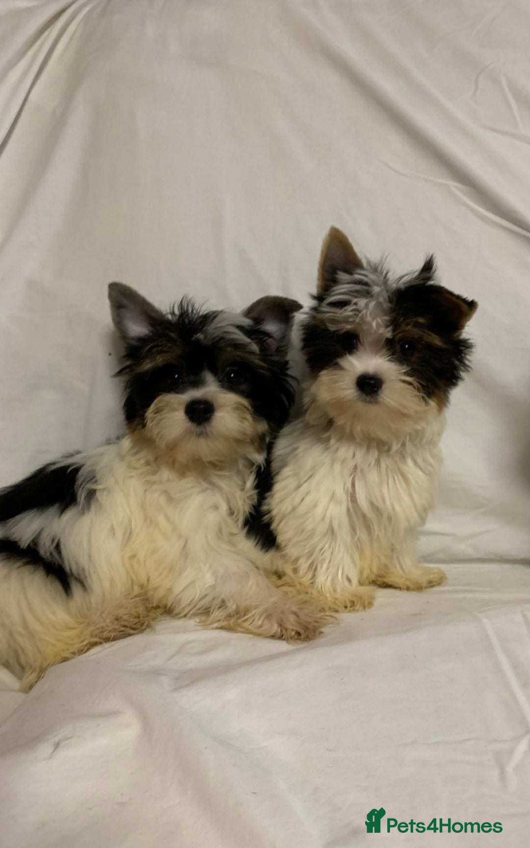 Biewer Terrier dogs for sale: Gorgeous Biewer Terrier boys - Image 5