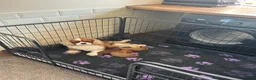 Cavapoo dogs for sale: 🐾 Extensively Health Tested Puppies 🐾 - Advert 9