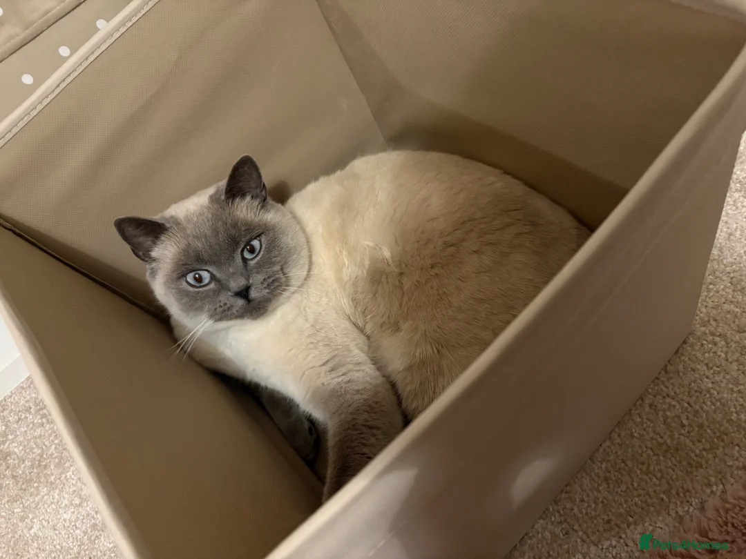 British Shorthair cats for sale: Blue point British shorthair male - Advert 2