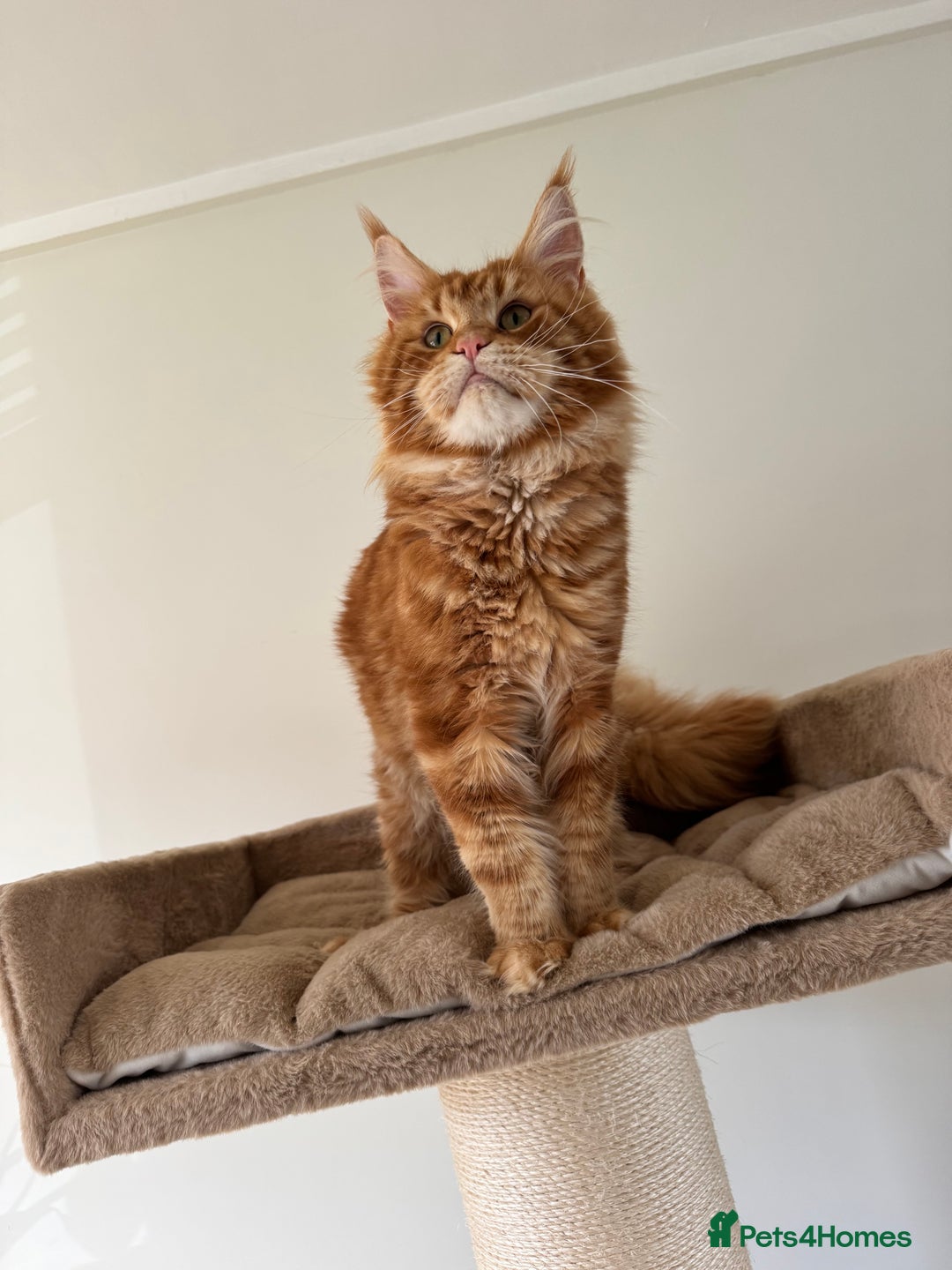 Maine Coon cats for stud: Proven Red tabby Maine coon stud - Advert 3