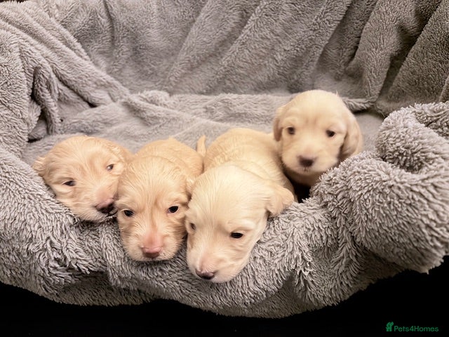 Miniature Dachshund dogs Stunning long haired cream miniature dachshund  - Advert 15