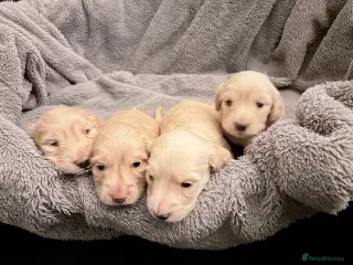 Miniature Dachshund dogs Stunning long haired cream miniature dachshund - Advert 15