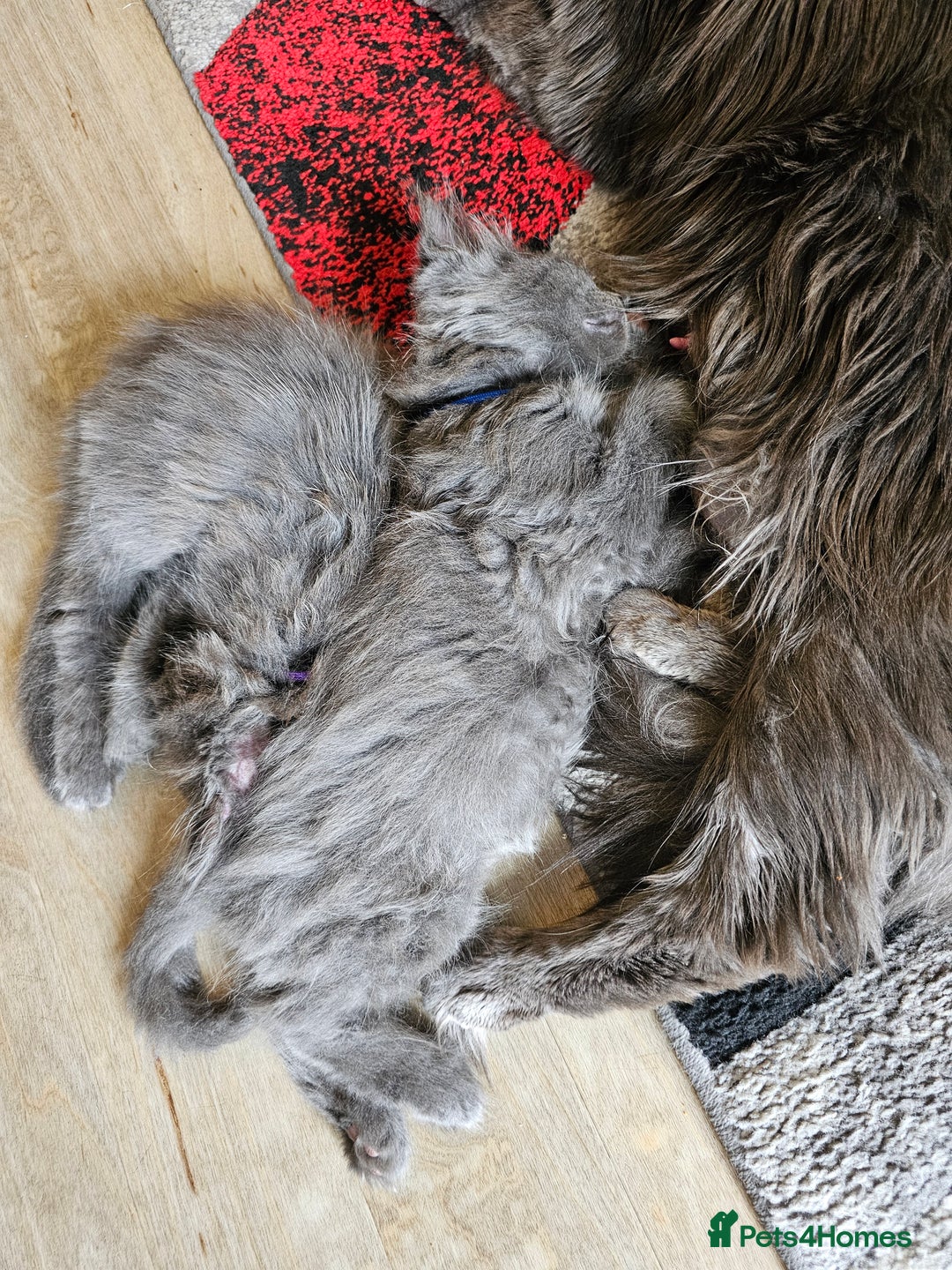Maine Coon cats for sale: 🔥*Stunning Litter of 8💎Solid Blue Maine Coon*🔥  - Image 10