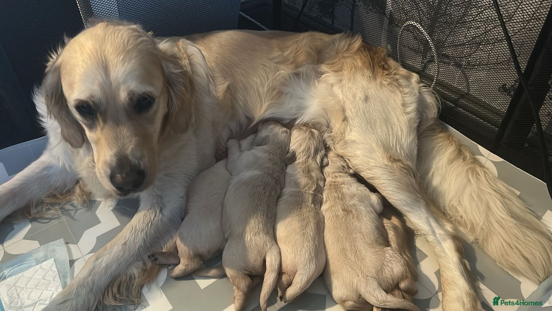 Golden Retriever dogs for sale: Golden retriver female 8 weeks - Image 2