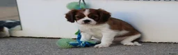 Cavalier King Charles Spaniel dogs for sale: PUG x CAVALIER puppies for sale  - Advert 6