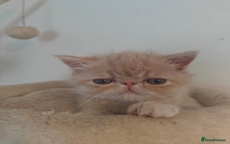 Exotic cats for sale: Exotic Shorthair Kittens - Image 5