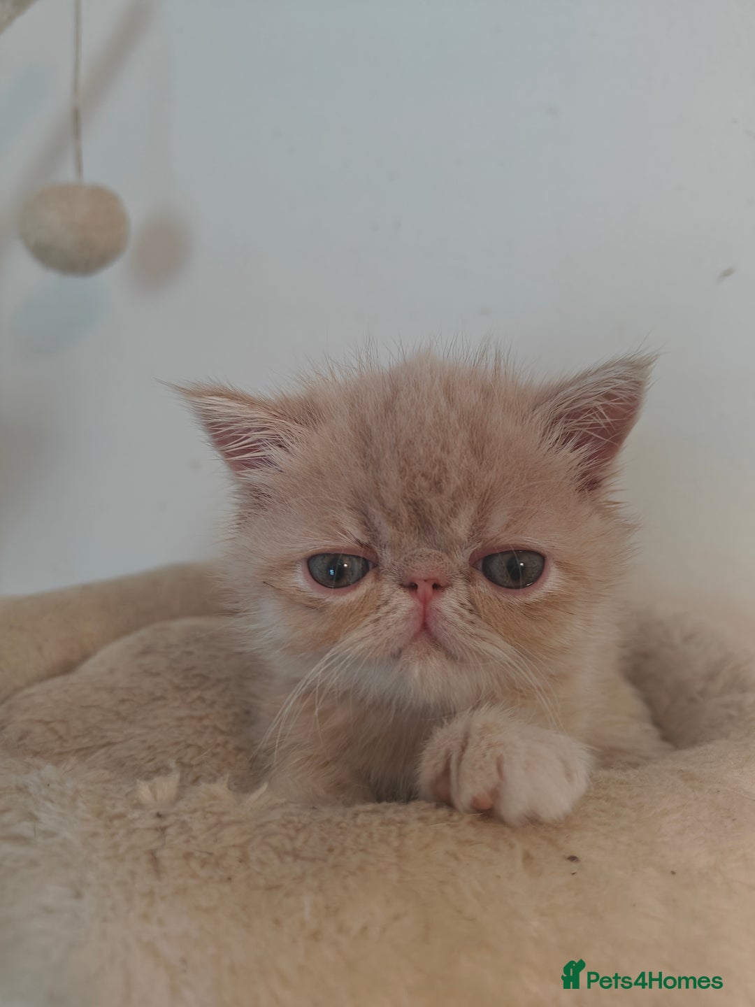 Exotic cats for sale: Exotic Shorthair Kittens - Image 5