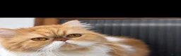 Exotic cats for sale: 3 beautiful quality exotic kittens - Advert 28