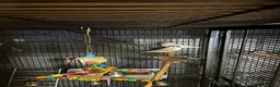 Finches birds for sale: 6 beautiful finches two proven pairs ,two female - Advert 3