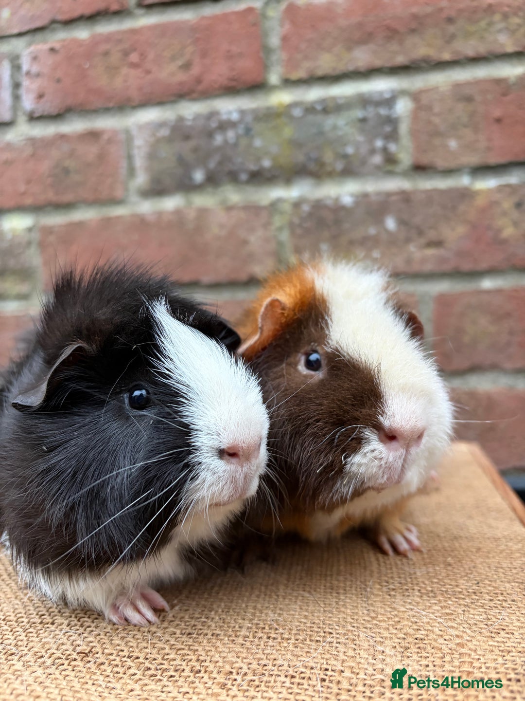 Guinea Pig rodents for sale: Two handsome boars  - Advert 1
