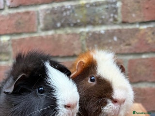 Guinea Pig rodents Two handsome boars - Advert 3