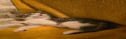 Mixed Breed cats for sale:  Ready to go to their forever homes - Advert 22