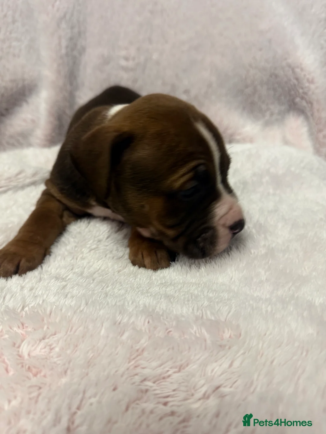 Mixed Breed dogs for sale: Cane Corso mixed  - Advert 16