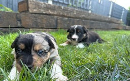 Border Collie dogs for sale: One boy left with beautiful markings - Image 1