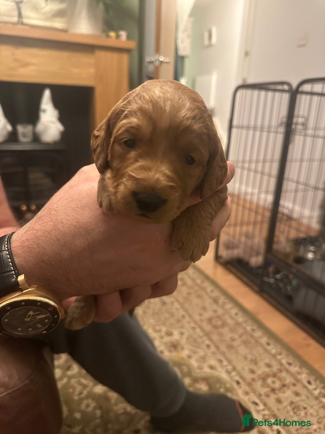 Labradoodle dogs for sale: Miniature F1 Labradoodles  - Advert 34