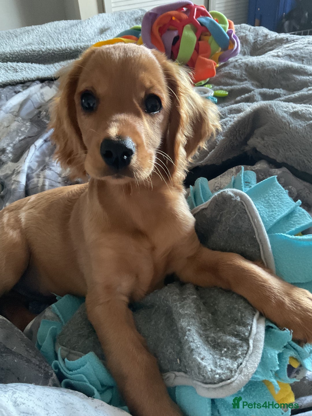 Cockapoo dogs for sale: Rusty  - Image 6