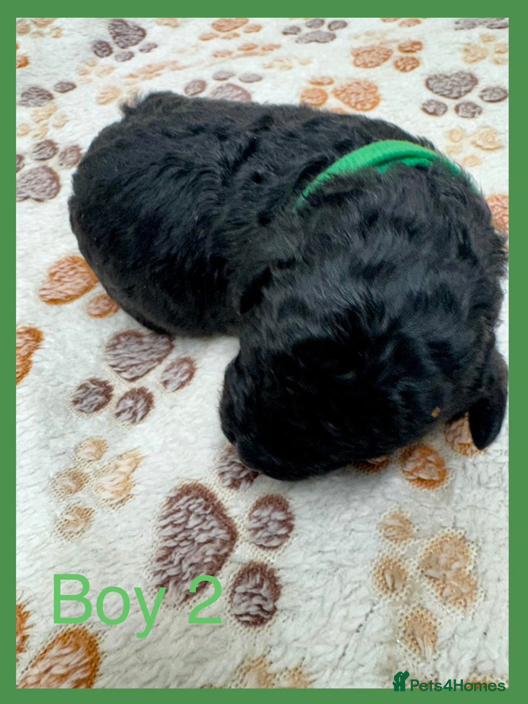 Cockapoo dogs for sale: Outstanding F1b Cockapoo Fully Health Tested  - Advert 21