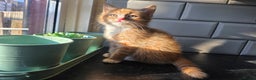 European cats for sale: Beautiful Ginger Male & Female Kittens  - Advert 6
