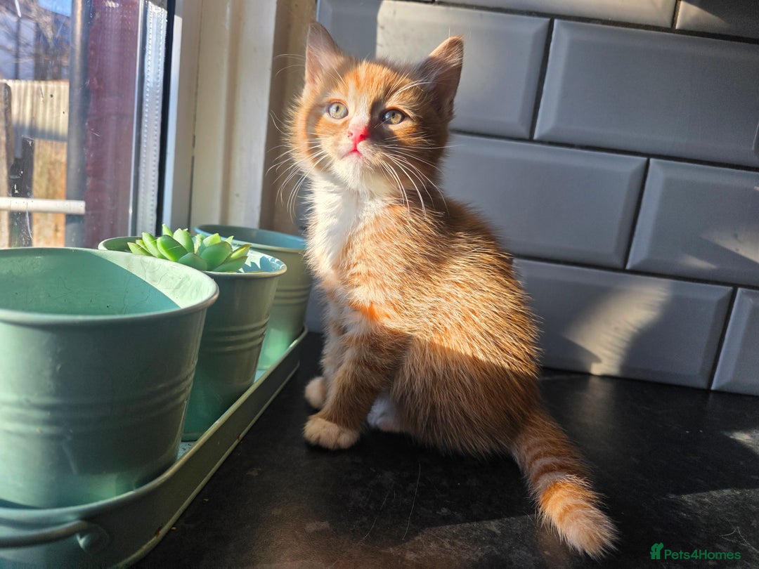 European cats for sale: Beautiful Ginger Male & Female Kittens  - Advert 6