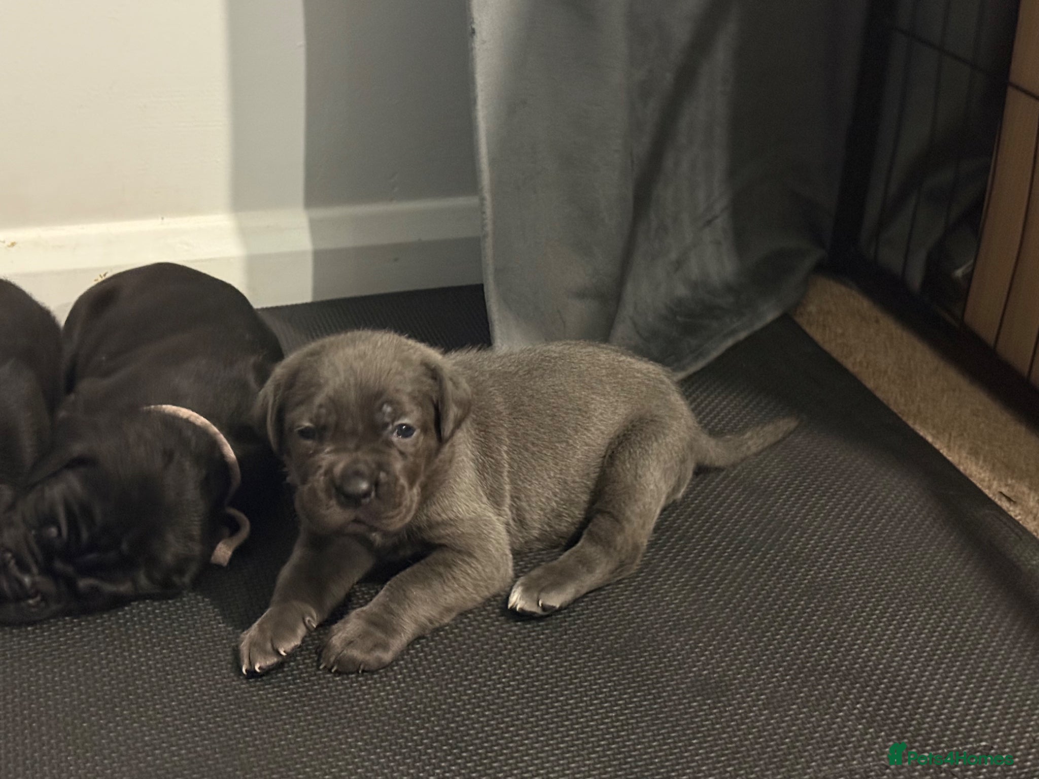Cane Corso dogs 🐾🐾Pure Breed Cane Corso Puppy’s🐾🐾 - Advert 1