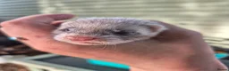 Ferret rodents for sale: Ferret kits looking for forever homes - Advert 5