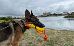 German Shepherd dogs for stud: German shepherd x Malinois for stud - Image 11
