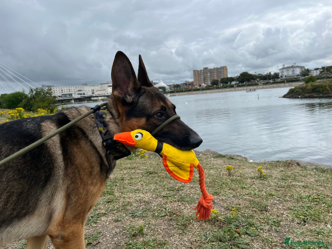 German Shepherd dogs for stud: German shepherd x Malinois for stud - Image 11