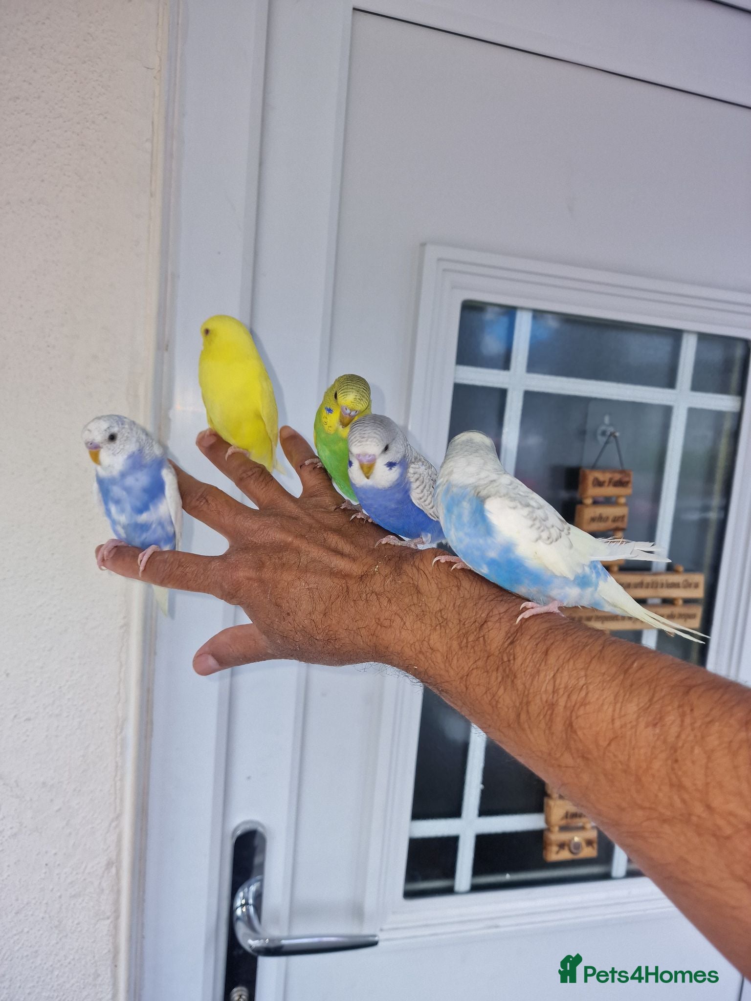 Budgerigars birds Super Silly hand tamed budgie - Advert 7