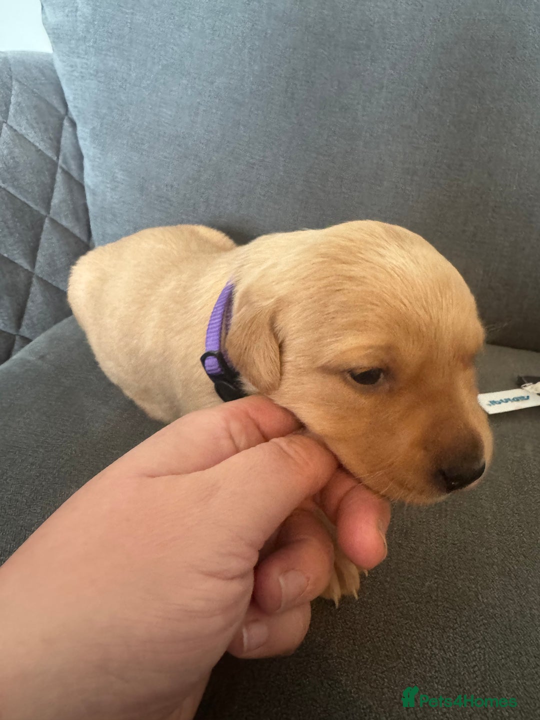 Labrador Retriever dogs for sale: Mixed Yellow and Red Labrador Puppies - Advert 8